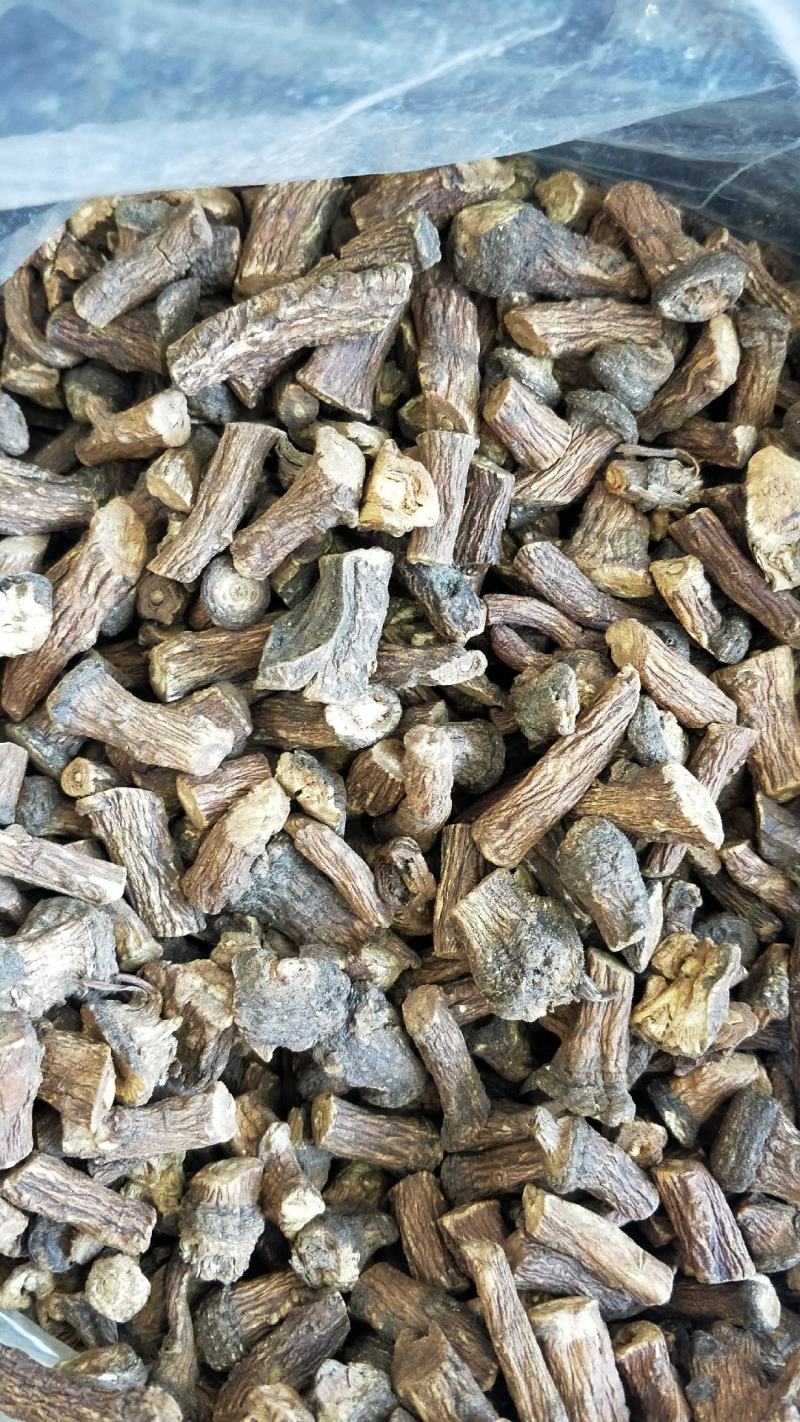 大量批发东北纯野生特大粒蒲公英根量大从优欢迎选购