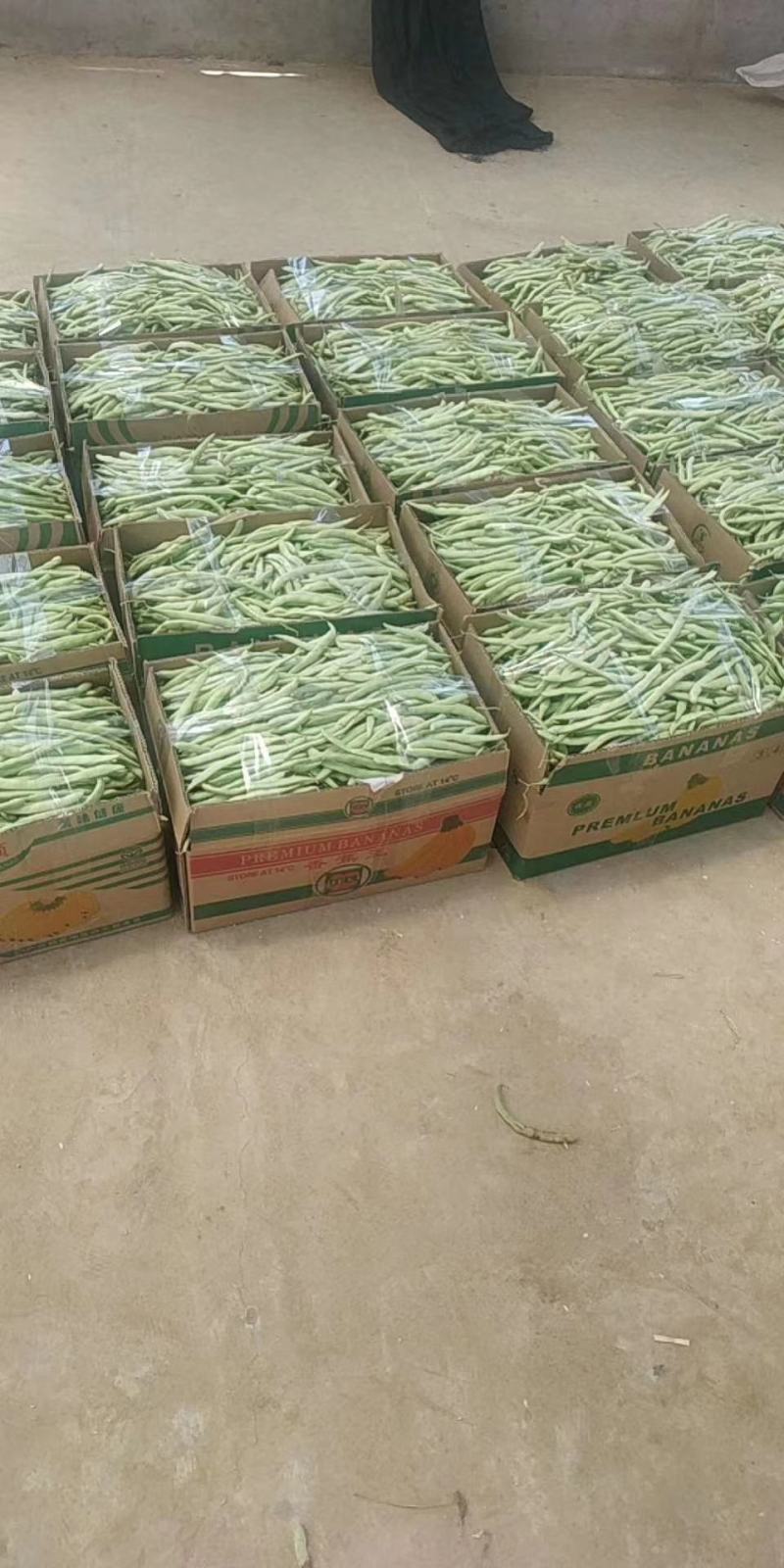 河南南阳四季豆上市，颜色鲜亮。保质保量。