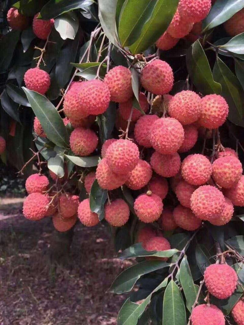 荔枝妃子笑荔枝黑叶荔枝精品广西灵山荔枝超甜品种