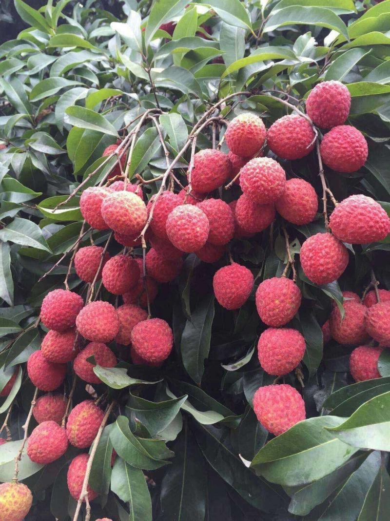 荔枝妃子笑荔枝黑叶荔枝精品广西灵山荔枝超甜品种