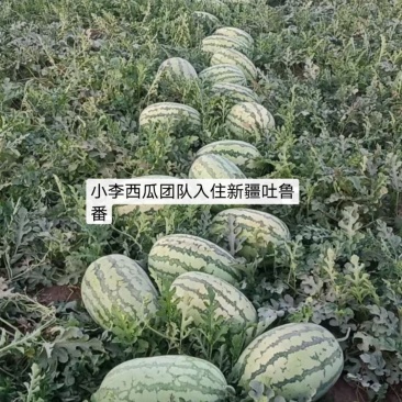 土吐鲁番的精品西瓜啊，上市大量上市