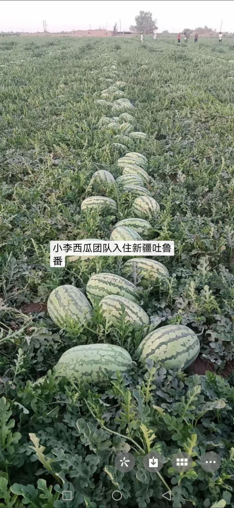 土吐鲁番的精品西瓜啊，上市大量上市