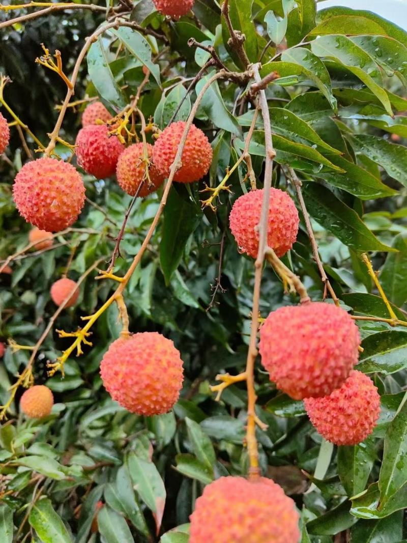 正宗增城自己种植的茘枝桂味上市