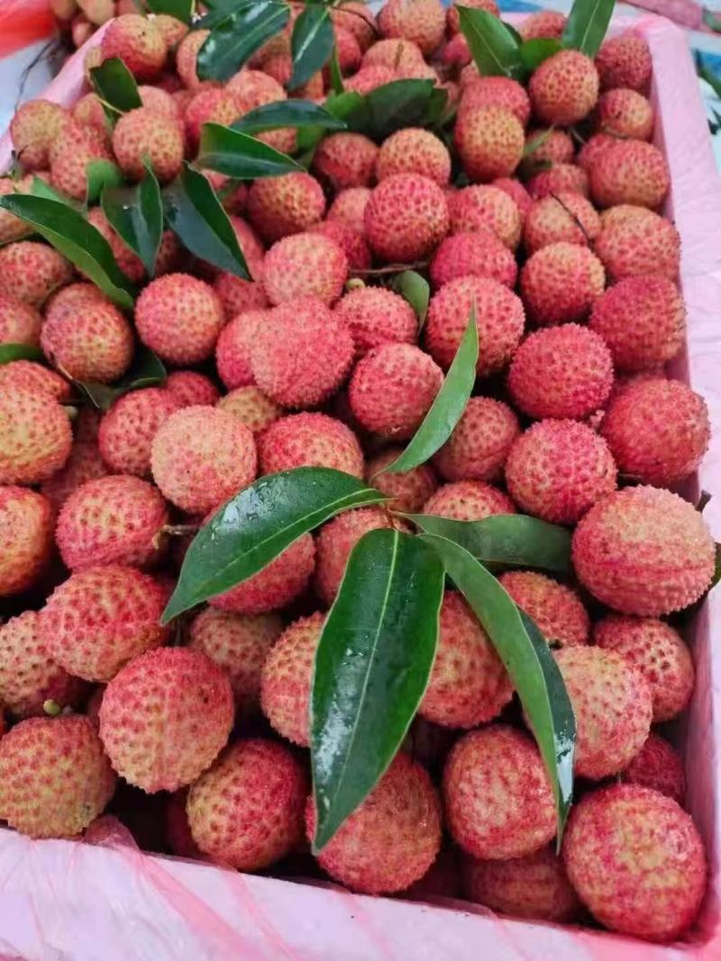 正宗增城自己种植的茘枝桂味上市