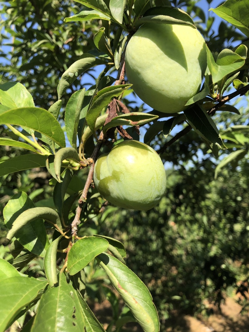 现货湖南永州蓝山县晚熟蜂糖奈李15-18度