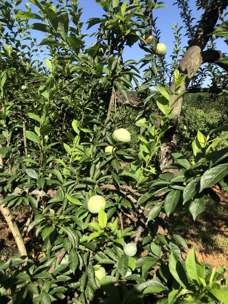 现货湖南永州蓝山县晚熟蜂糖奈李15-18度
