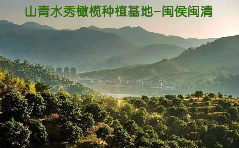 【一件代发】新鲜橄榄果青橄榄生青果水果闽清檀香榄福建特产