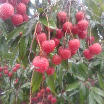 黑叶本月10日正式上市，桂味，风花，特意注明️️️产地