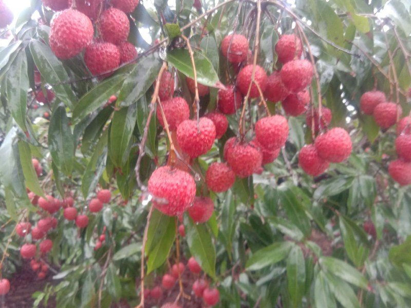 黑叶本月10日正式上市，桂味，风花，特意注明️️️产地