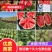 🔥黑美人黑无籽产地诚信直供价格优惠包熟包甜