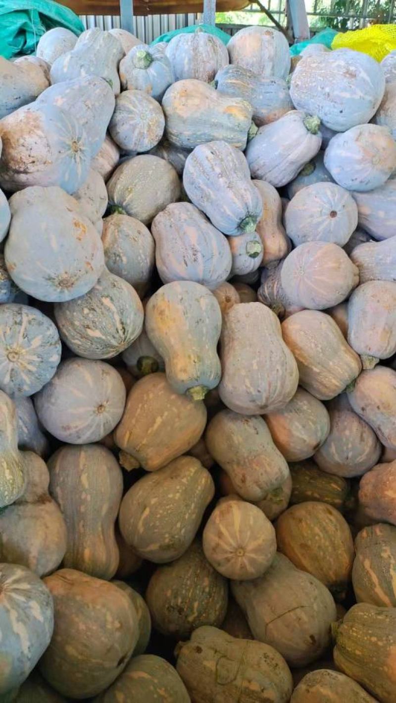 【基地直供】奶油小糯仔南瓜，个头均匀瓜型好，口感粉糯