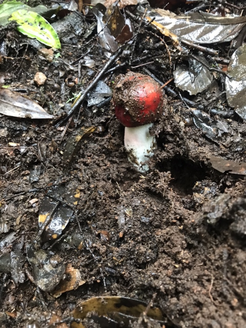 2025新菇云南玉溪元江高山红菇，（紫菇）采自哀牢山脉小
