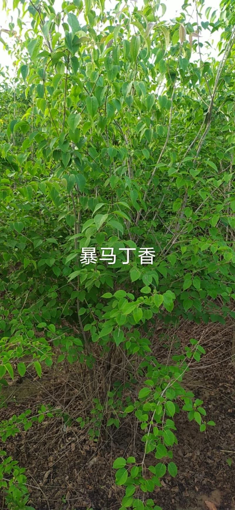 供应，大冠暴马丁香高度2米以上，冠幅1.50米以上