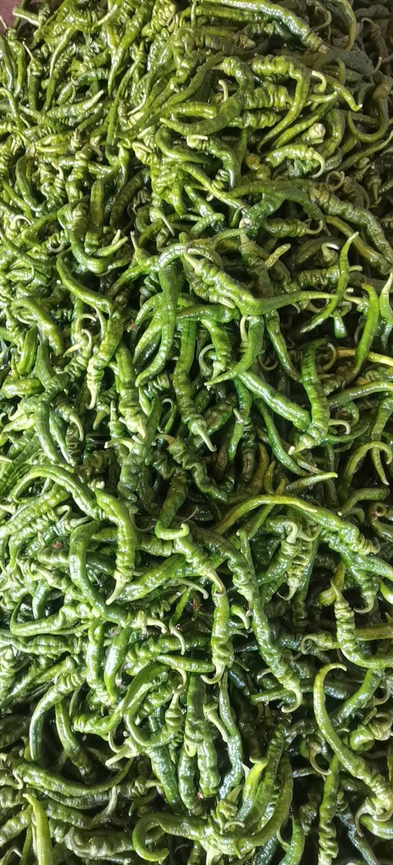陇焦