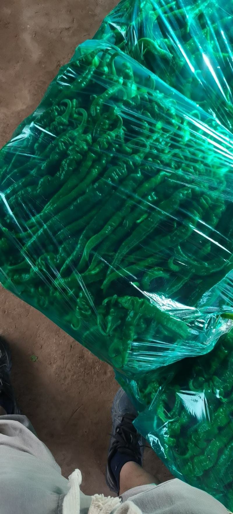 陇焦
