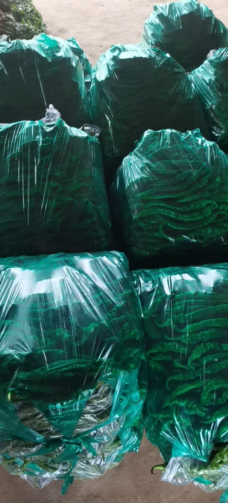 陇焦