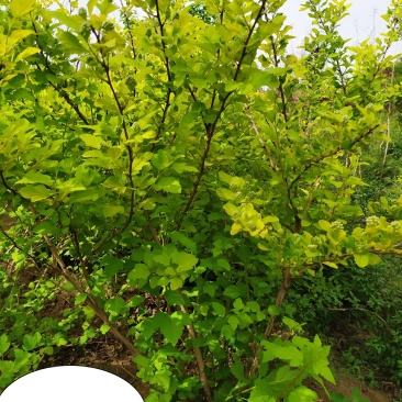 供应，大冠金叶风香果，高度1.20米冠幅1米