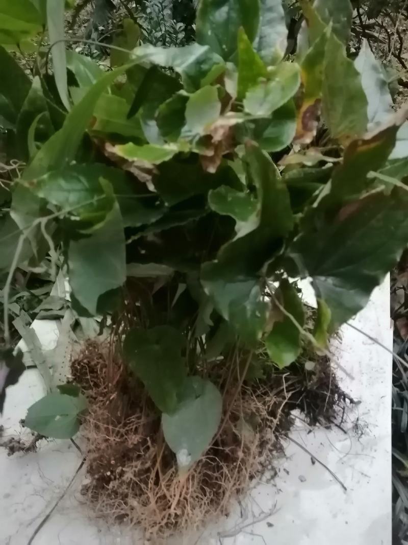 贵卅淫羊藿干货鲜大量收
