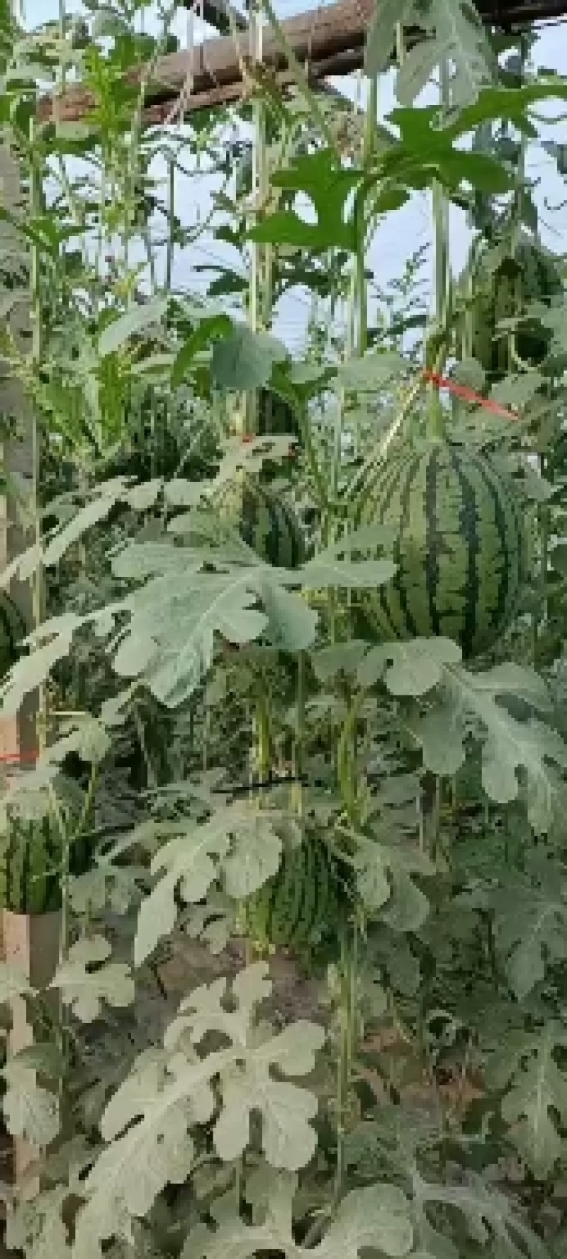 袖珍小吊瓜