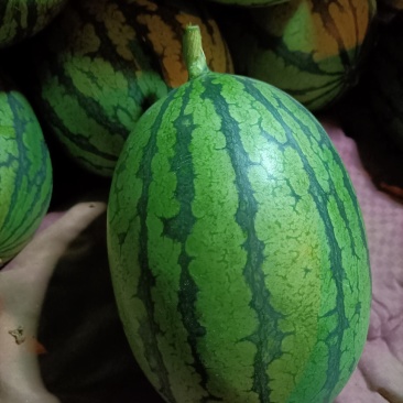 袖珍小吊瓜