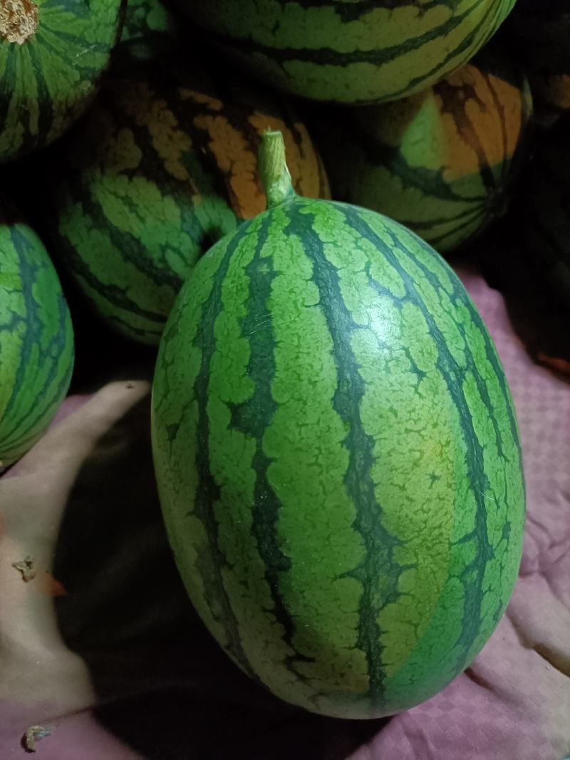 袖珍小吊瓜