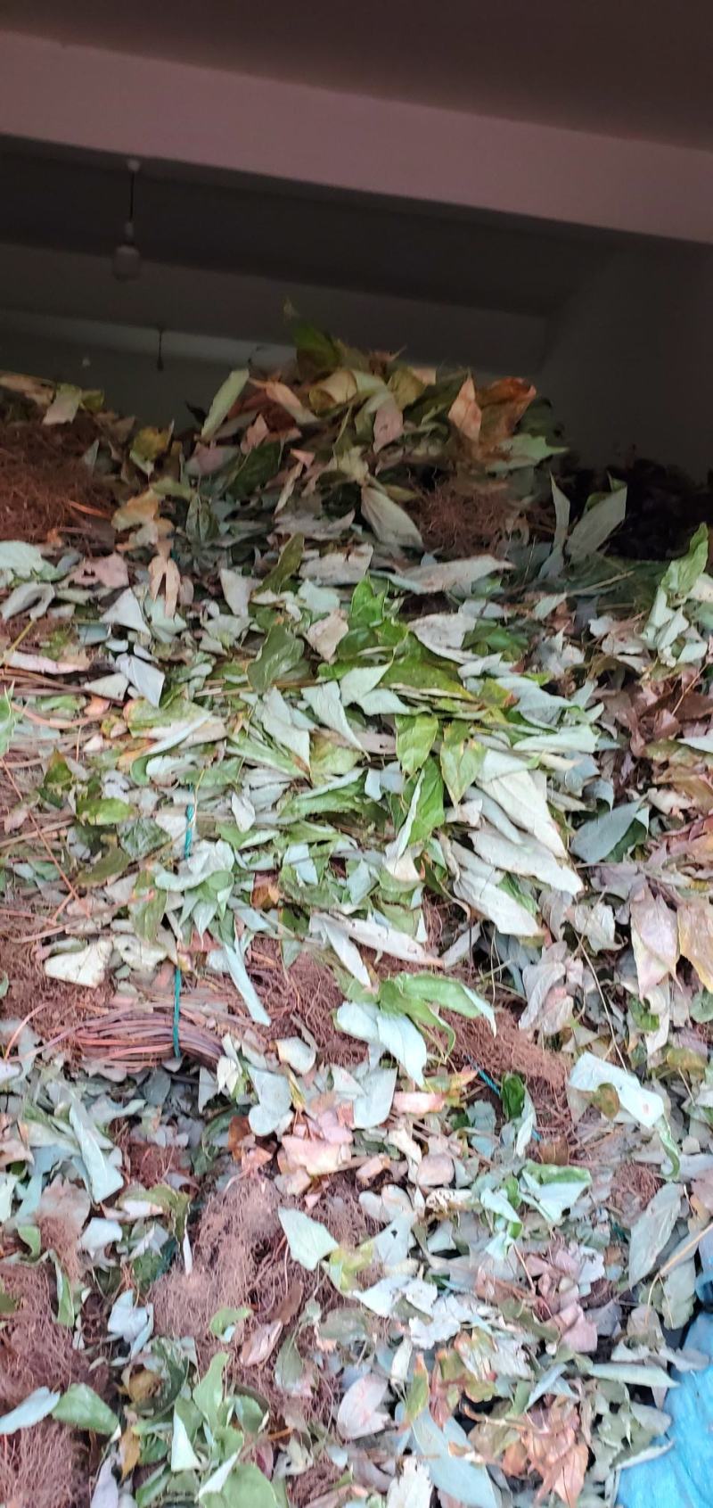 贵卅淫羊藿干货鲜大量收