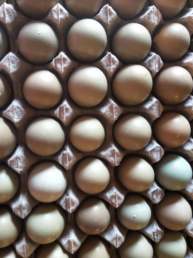 【破损包赔】七彩野鸡蛋新鲜鸡蛋批发货源充足欢迎咨询看货