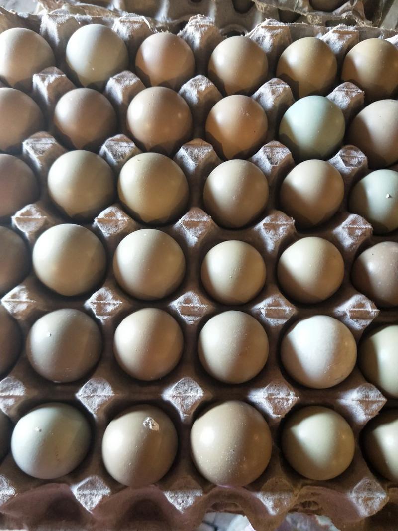 【破损包赔】七彩野鸡蛋新鲜鸡蛋批发货源充足欢迎咨询看货