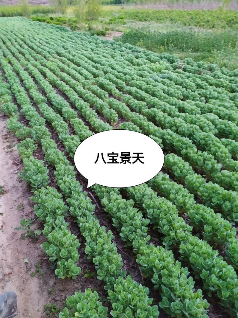 供应，八宝景天15---30公分以上，3--5个芽一墩