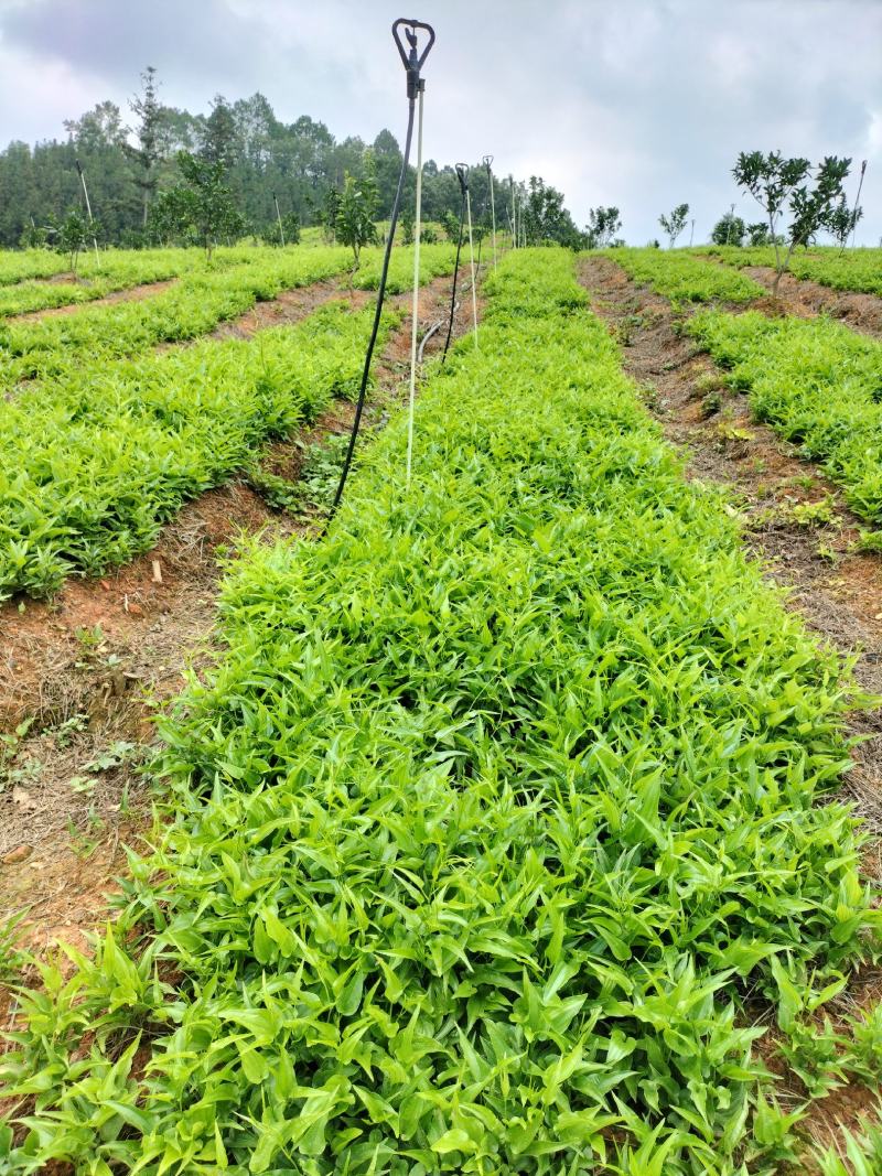 云南百部种苗露天苗基地直供技术指导诚信经营包成活