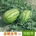 湖北万亩金城5号西瓜硒砂瓜大红瓤糖度高批发