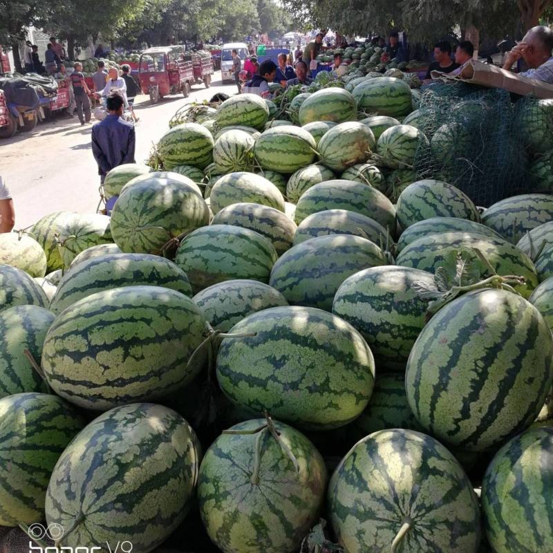 湖北万亩金城5号西瓜硒砂瓜大红瓤糖度高批发