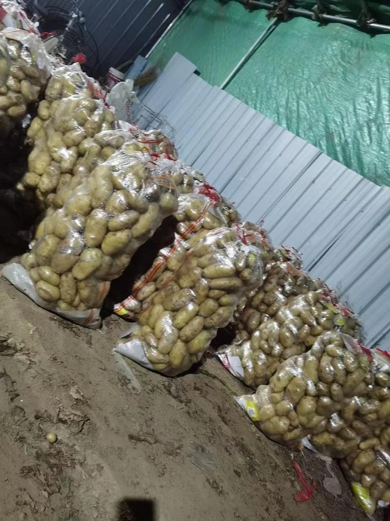 山东土豆大量现货出售价格低，运费低，保质保量，三两以上通