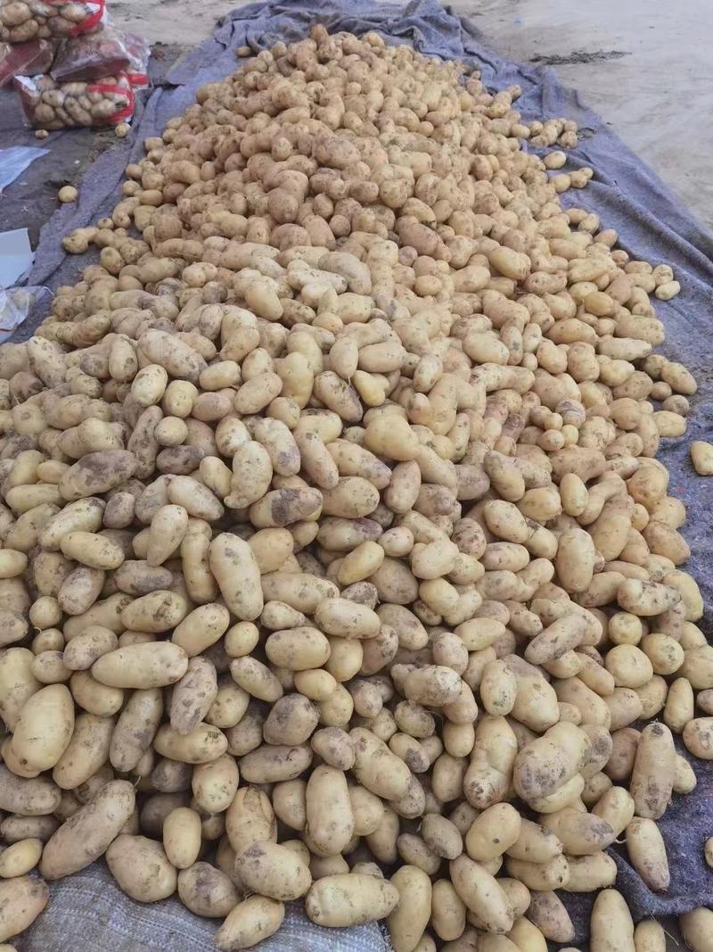 山东土豆大量现货出售价格低，运费低，保质保量，三两以上通