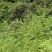 野生板蓝根，现采现发，有需要的吗