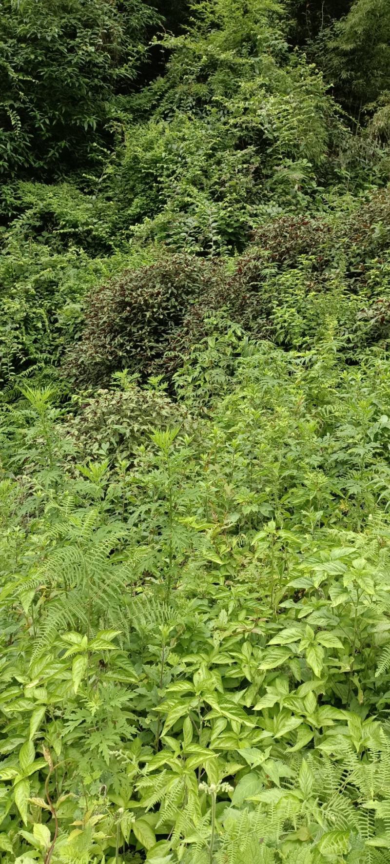 野生板蓝根，现采现发，有需要的吗