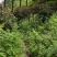 野生板蓝根，现采现发，有需要的吗