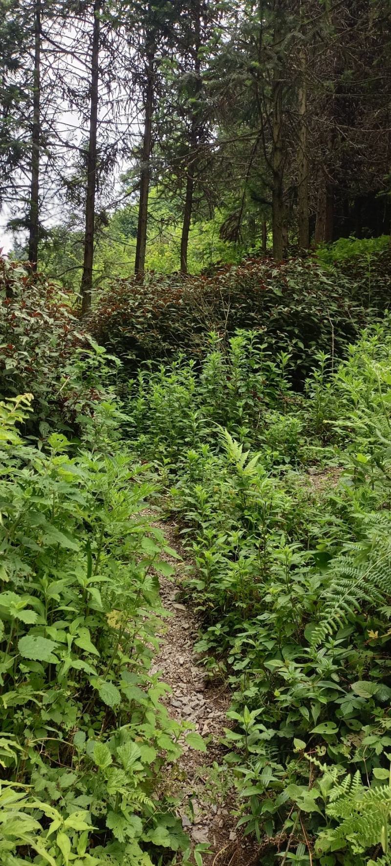 野生板蓝根，现采现发，有需要的吗