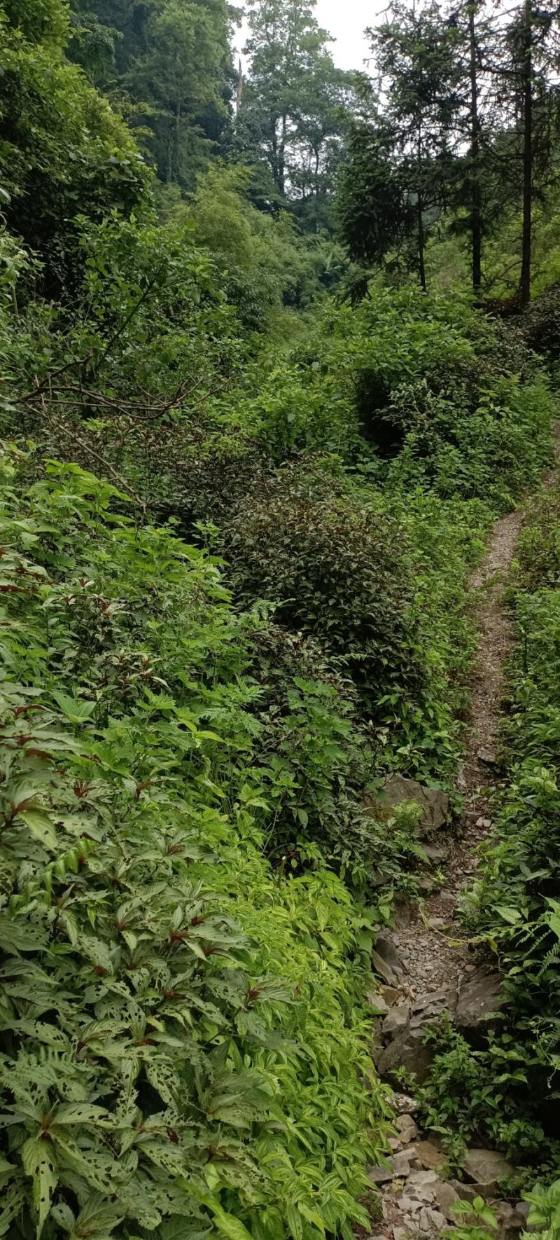 野生板蓝根，现采现发，有需要的吗
