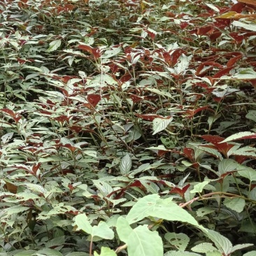 野生板蓝根，现采现发，有需要的吗