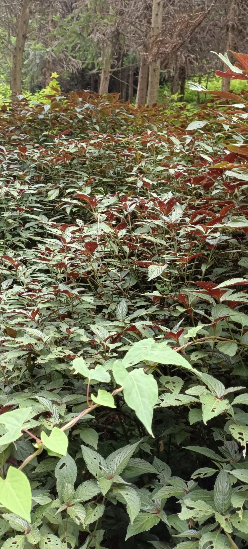 野生板蓝根，现采现发，有需要的吗