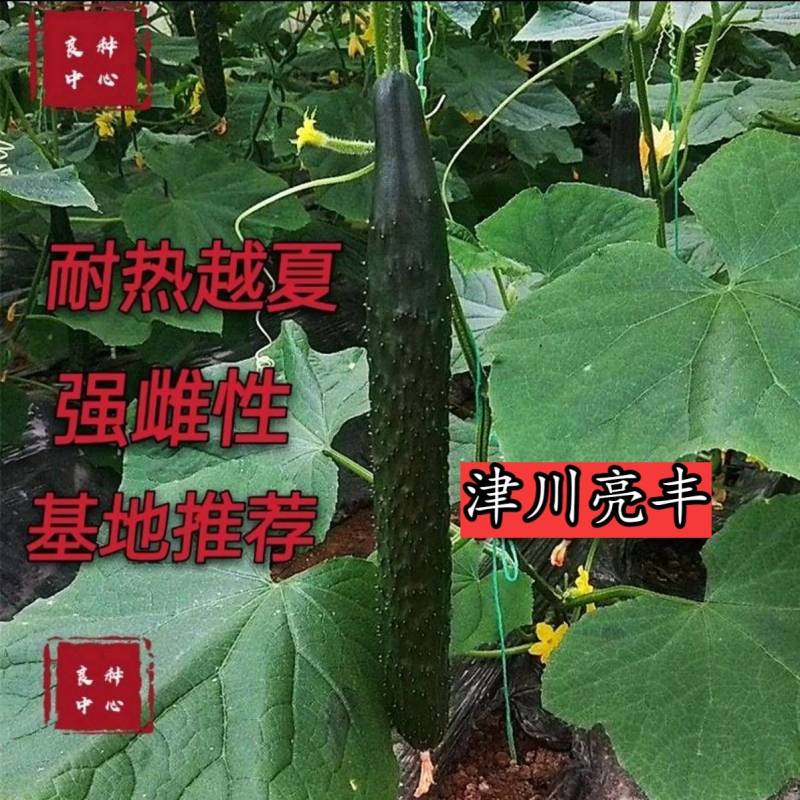 津川亮丰黄瓜种子露地越夏抗热耐高温38度油亮绿芯强磁