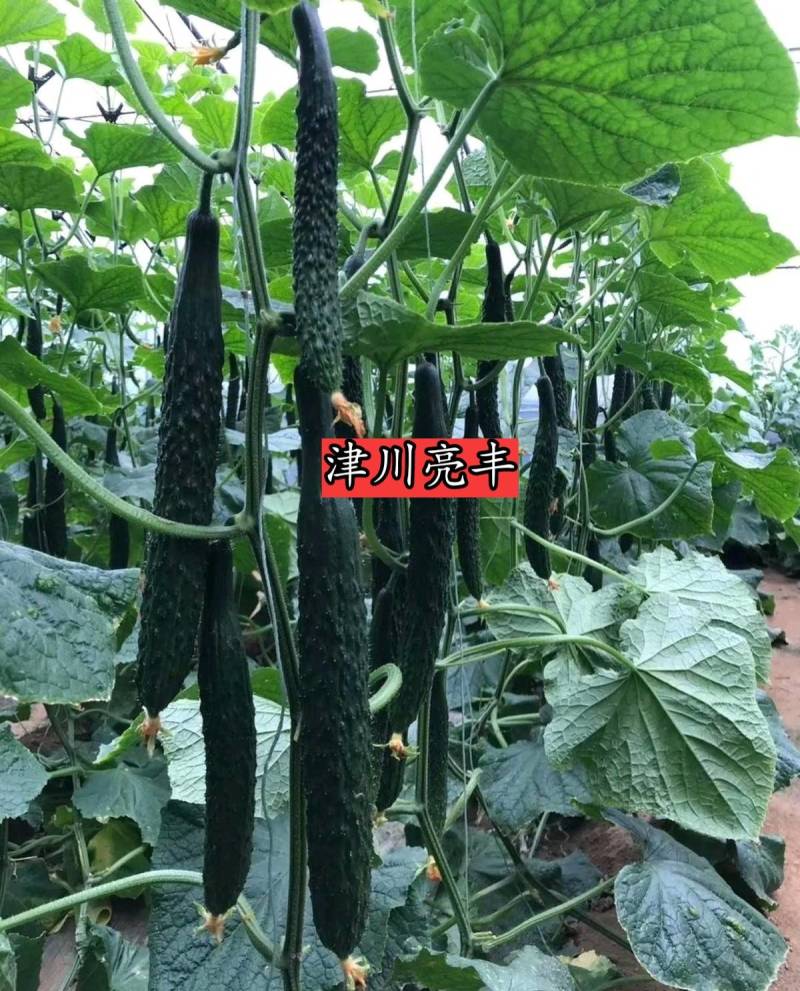 津川亮丰黄瓜种子露地越夏抗热耐高温38度油亮绿芯强磁