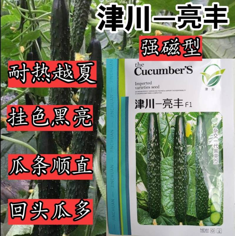 津川亮丰黄瓜种子露地越夏抗热耐高温38度油亮绿芯强磁