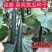 津川亮丰黄瓜种子露地越夏抗热耐高温38度油亮绿芯强磁