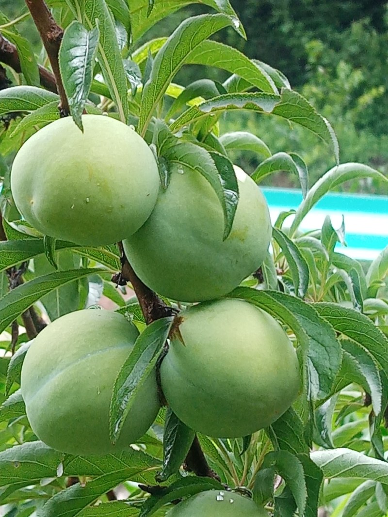 蜂糖李