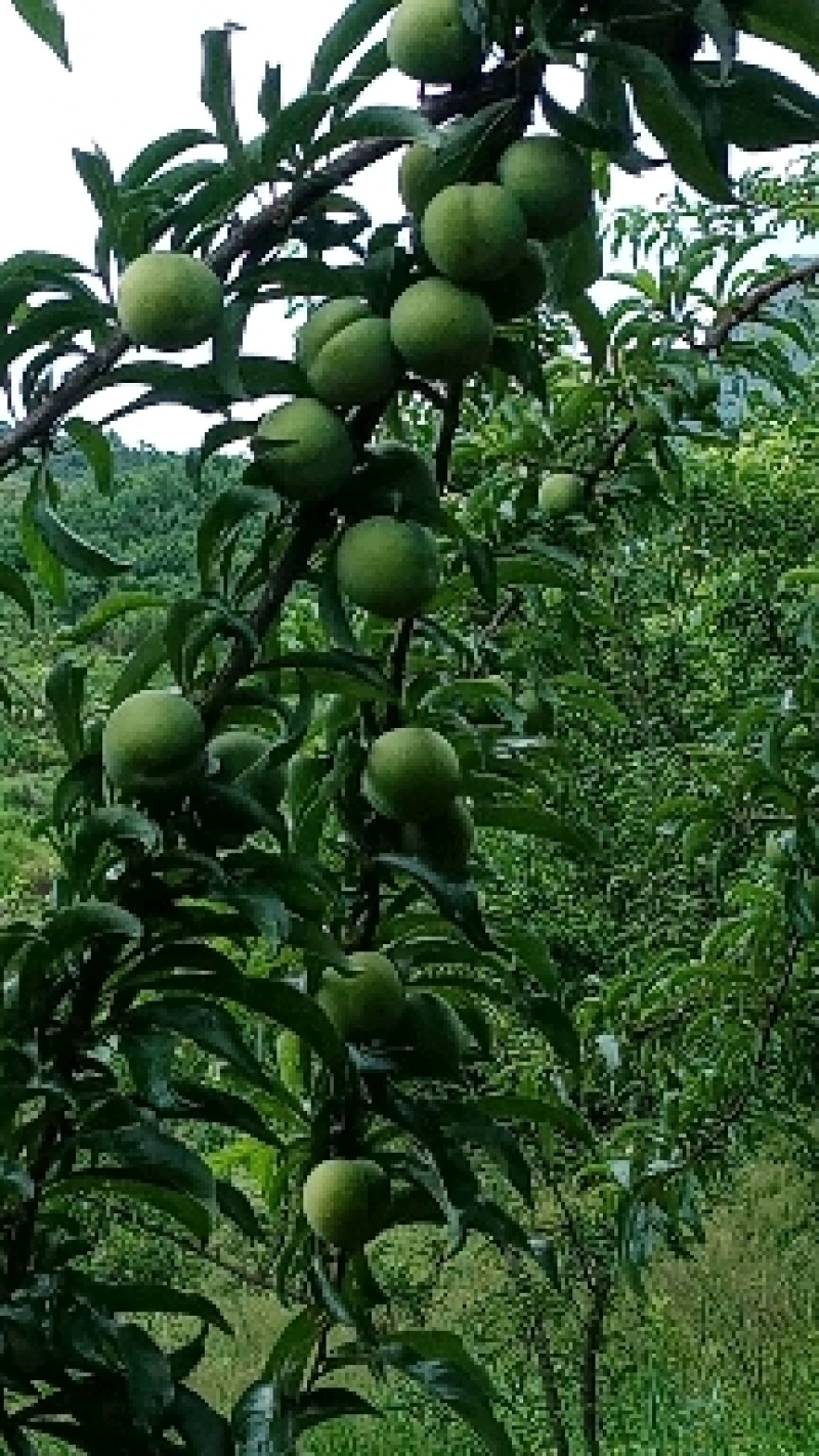 蜂糖李