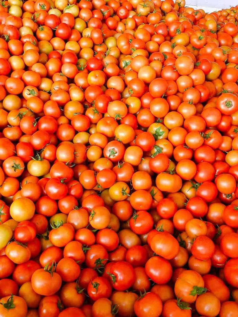 石头番茄大量供货