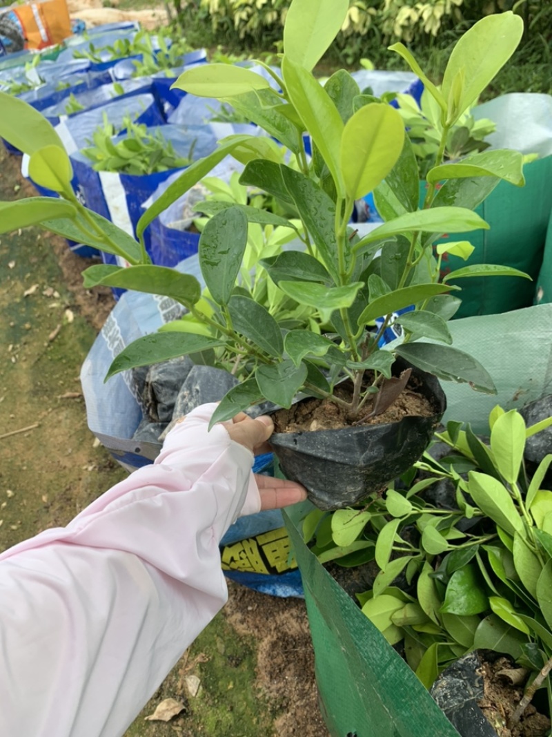 黄金榕黄榕黄心榕福建漳州基地自产自销提供视频看货