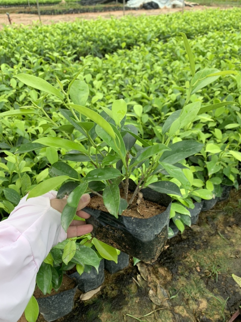 黄金榕黄榕黄心榕福建漳州基地自产自销提供视频看货